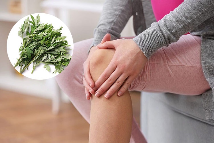  Ngải cứu - Thúc đẩy tuần hoàn máu và chữa lành tổn thương ở mô sụn khớp