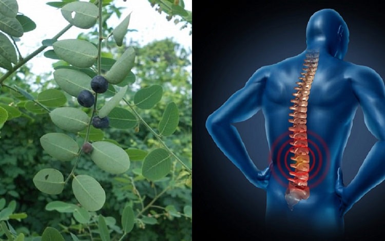  Cây phèn đen chữa đau xương khớp khá hiệu quả