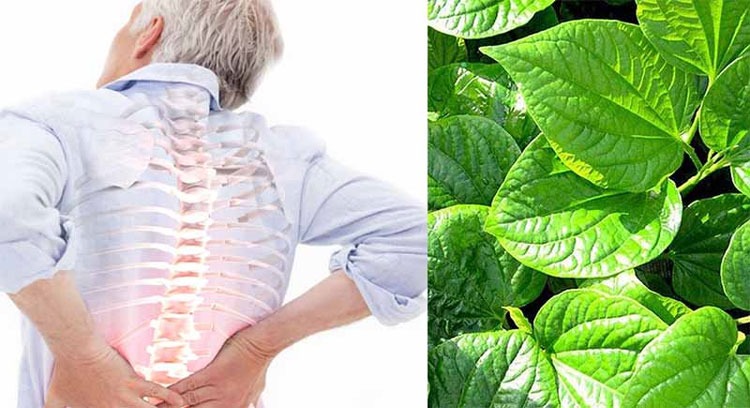  Lá lốt - chống viêm, giảm viêm khớp và đau nhức gối