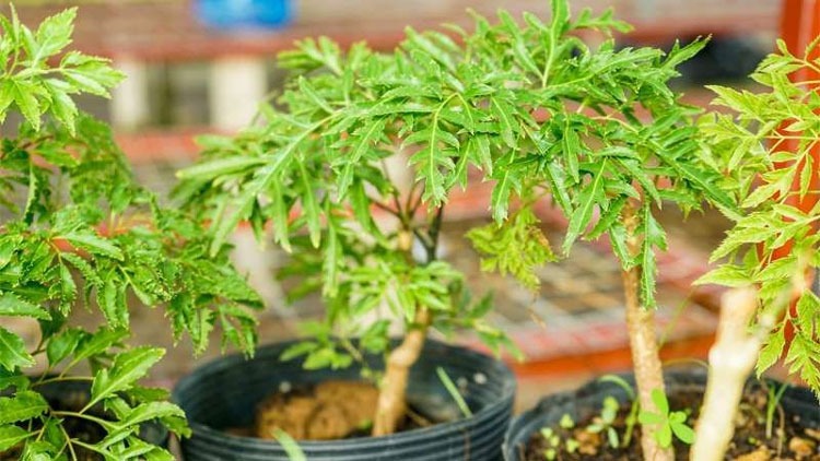  Đinh lăng - Hỗ trợ chữa đau nhức đầu gối và phong tê thấp