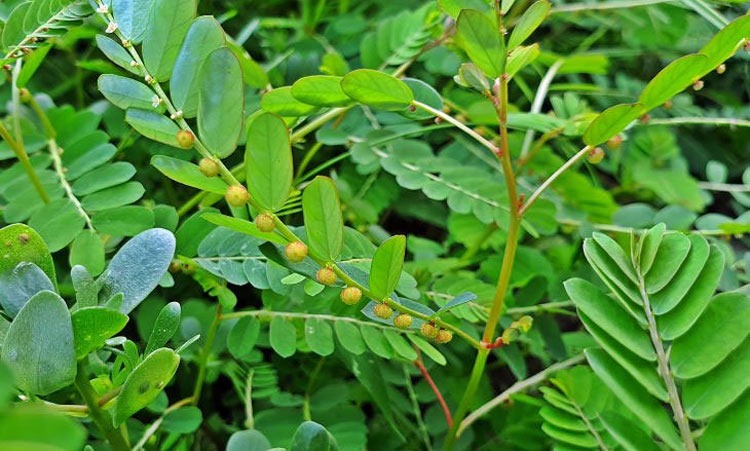  Diệp hạ châu - hỗ trợ giảm triệu chứng tràn dịch khớp gối