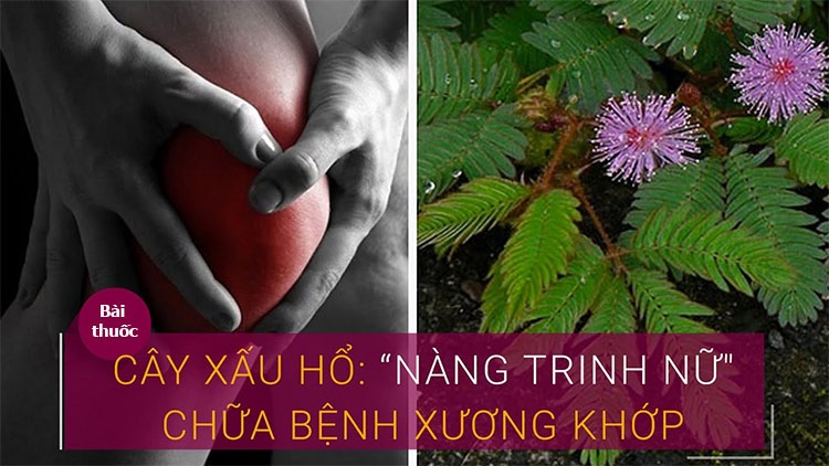  Thuốc đắp xương khớp từ cây trinh nữ