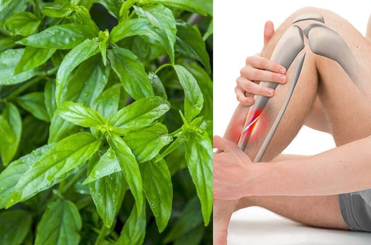  Cây liền xương chữa các bệnh xương khớp hiệu quả