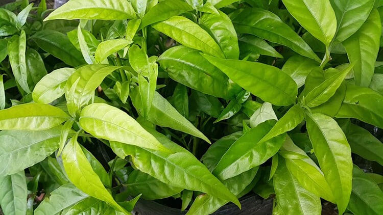  Cây liền xương hay còn gọi khác là cây xương khỉ, cây bìm bịp