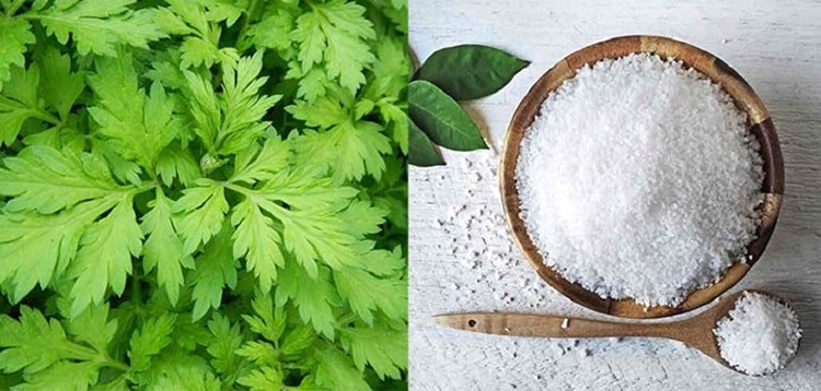  Sử dụng ngải cứu kết hợp với muối để giảm cơn đau