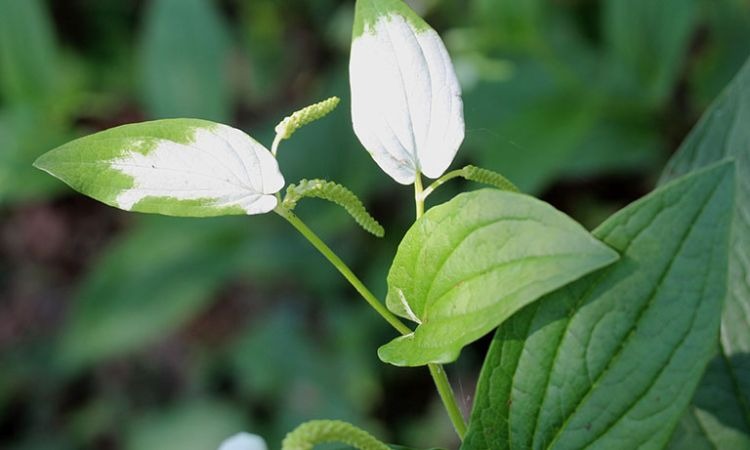  Hình ảnh của cây hàm ếch