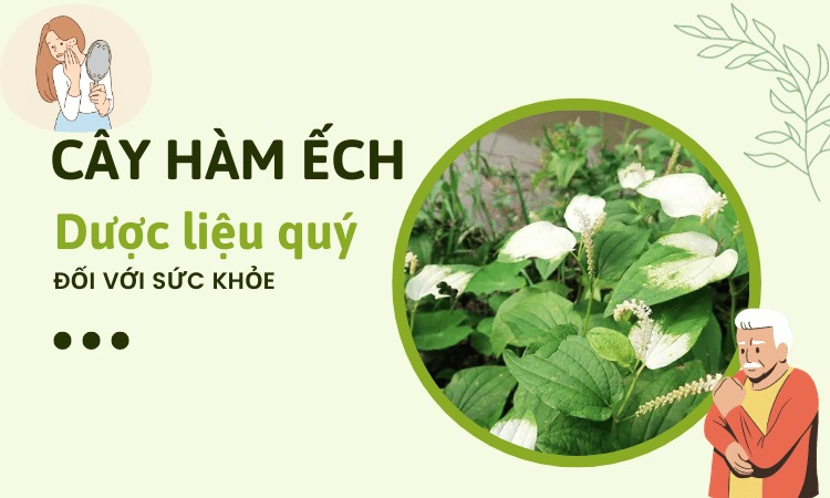  Tìm hiểu về công dụng của cây hàm ếch
