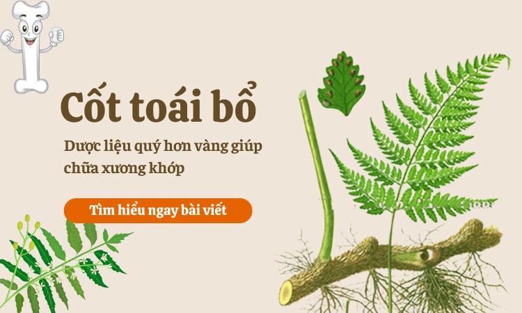  Tìm hiểu cốt toái bổ dược liệu quý hơn vàng