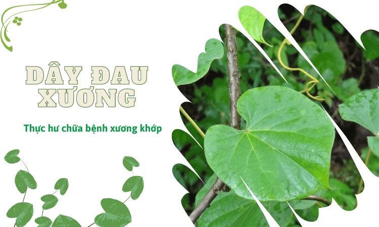  Tìm hiểu về cây dây đau xương