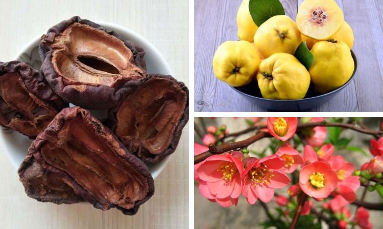  Hình ảnh cây mộc qua