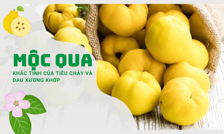  Tìm hiểu về vị thuốc mộc qua