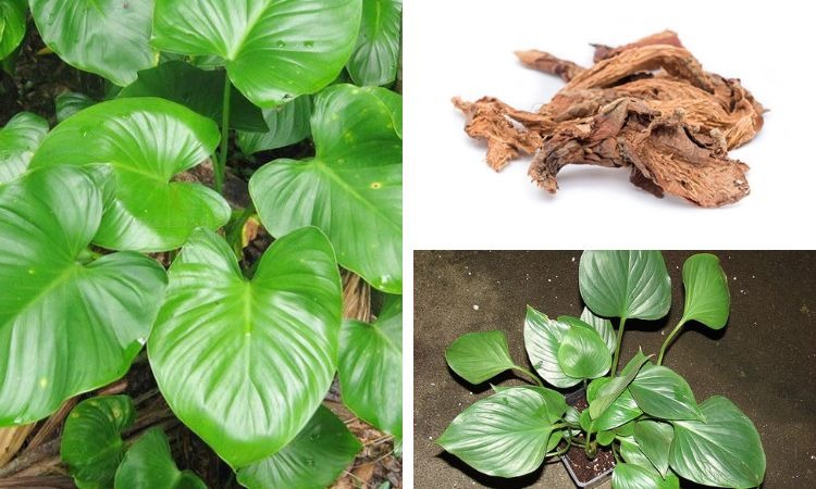  Hình ảnh cây thiên niên kiện
