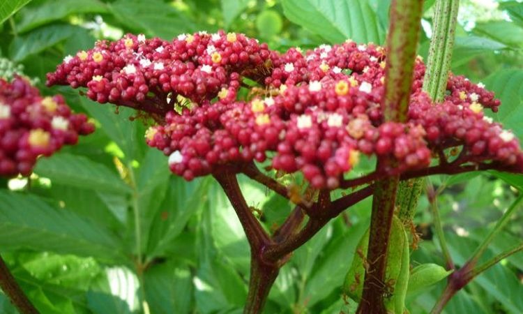 Những lưu ý khi dùng vị thuốc gối hạc