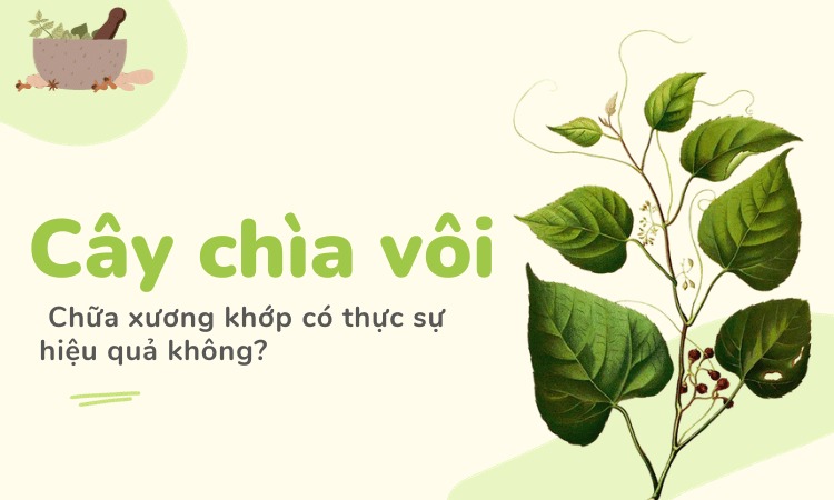 Tìm hiểu về tác dụng của cây chìa vôi