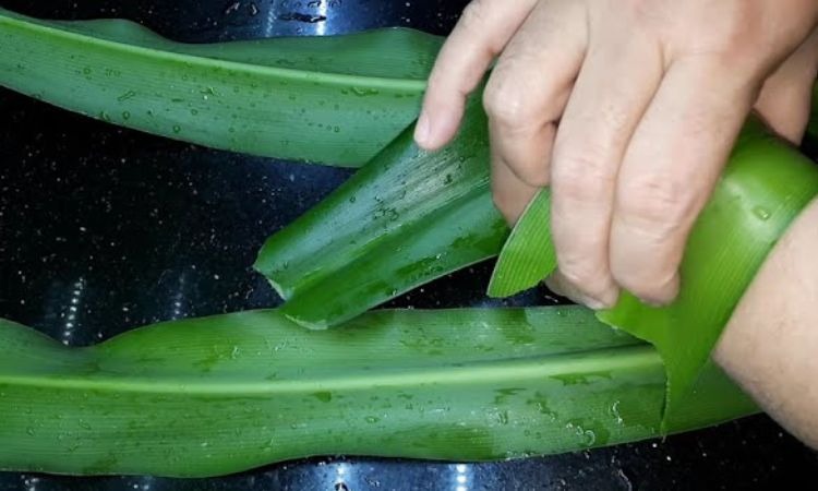  Cách sử dụng náng hoa trắng