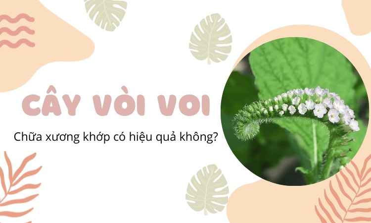  Tìm hiểu về những công dụng của cây vòi voi