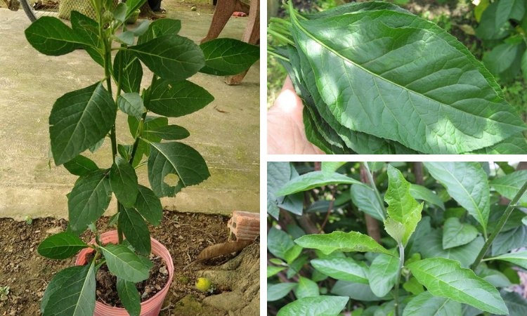  Hình ảnh cây mật gấu