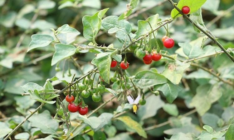  Hình ảnh về cà gai leo