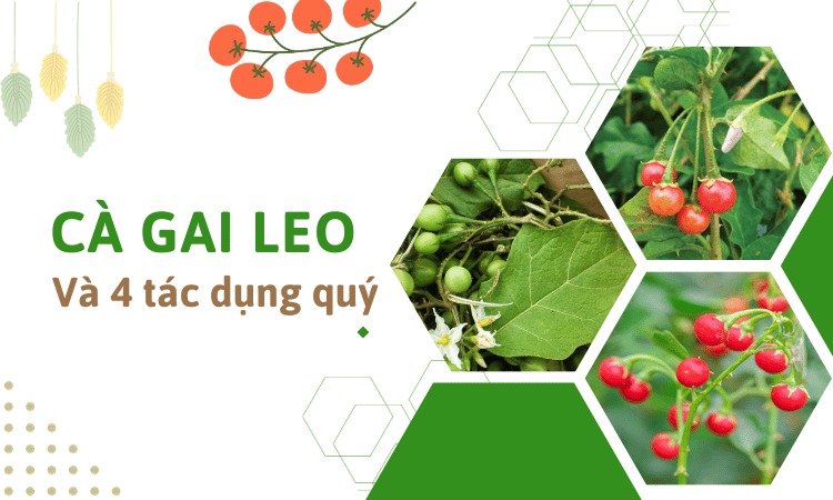  Tìm hiểu về loài thảo dược cà gai leo