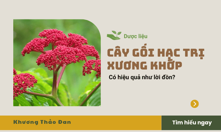 Cây gối hạc trị xương khớp có hiệu quả như lời đồn?