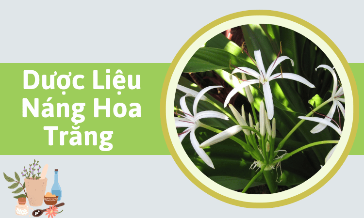 Náng hoa trắng và những điều cần chú ý khi sử dụng