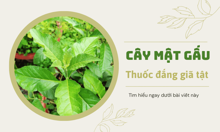 Cây mật gấu: Minh chứng của thuốc đắng giã tật