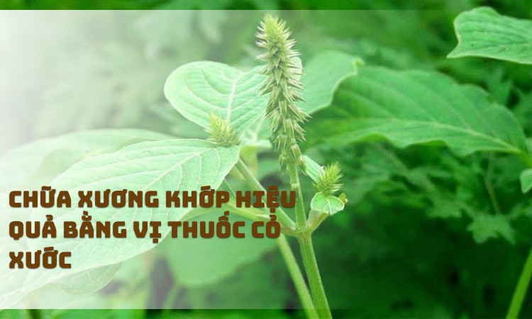 Chữa xương khớp hiệu quả bằng vị thuốc Cỏ xước