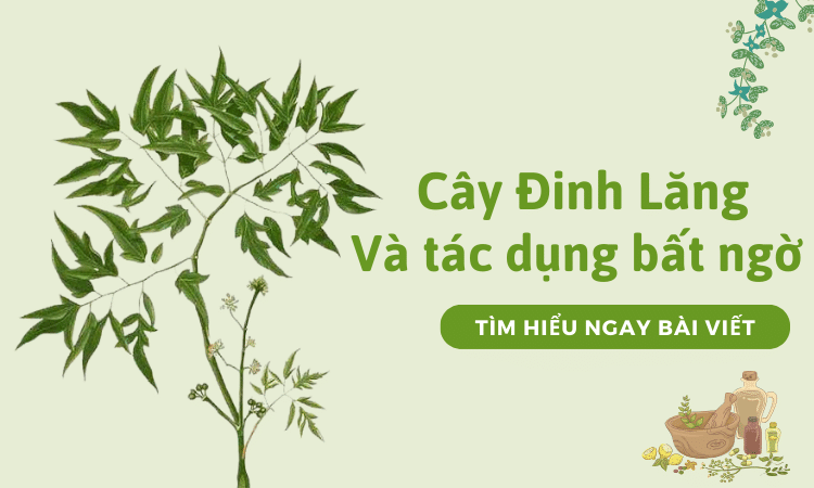 Cây đinh lăng và những tác dụng bất ngờ mà bạn chưa biết