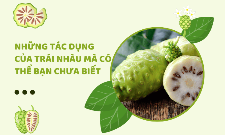 Những tác dụng của Trái nhàu mà có thể bạn chưa biết